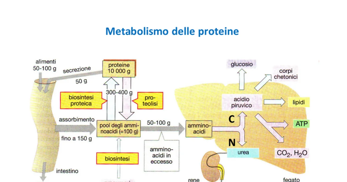 Metabolismo delle Proteine | Algor Library