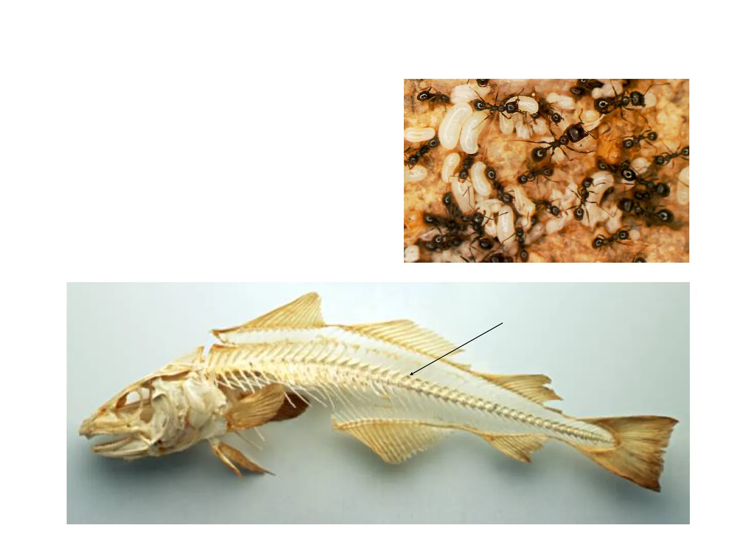 EL SISTEMA DE INFORMACIÓN (SI), image size:1440x1080