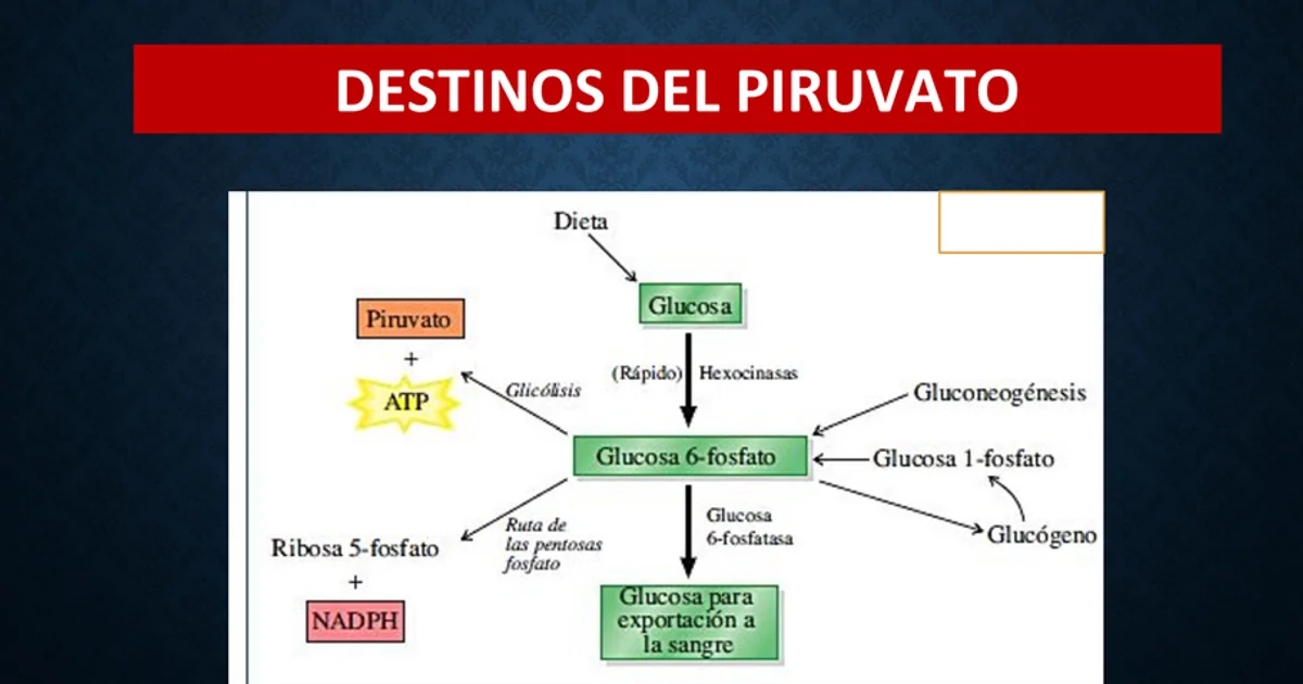 Destinos del Piruvato, Biología | Algor Library