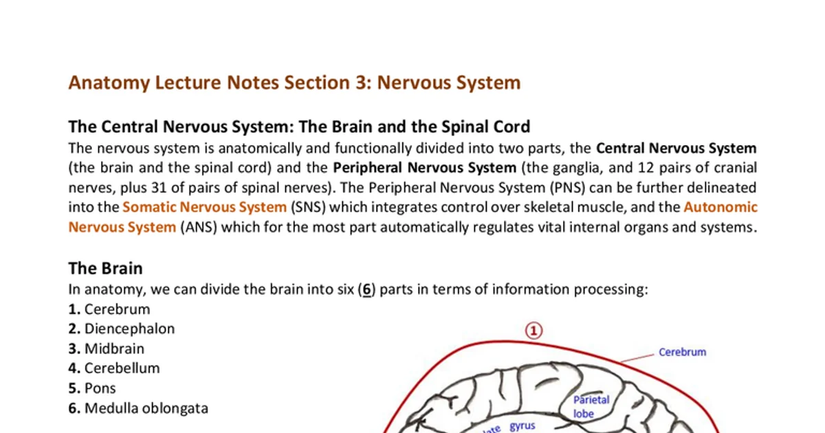 Anatomy Lecture Notes Nervous System | Algor Library
